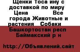 Щенки Тоса-ину с доставкой по миру › Цена ­ 68 000 - Все города Животные и растения » Собаки   . Башкортостан респ.,Баймакский р-н